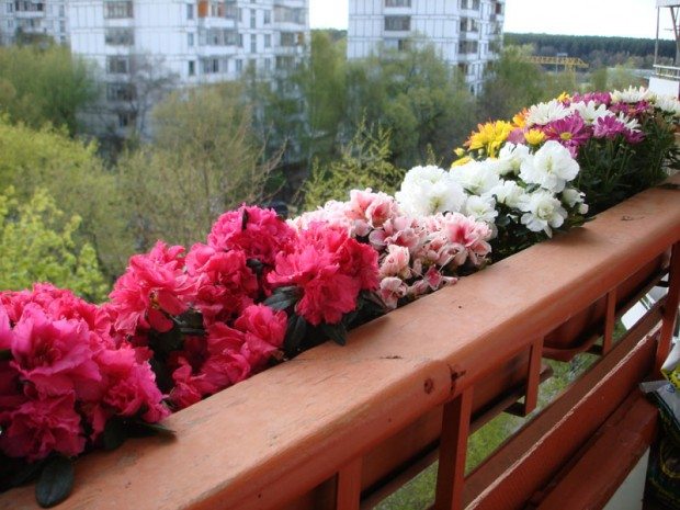 растения на лоджии